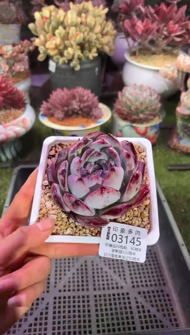 【闪购商品】03145