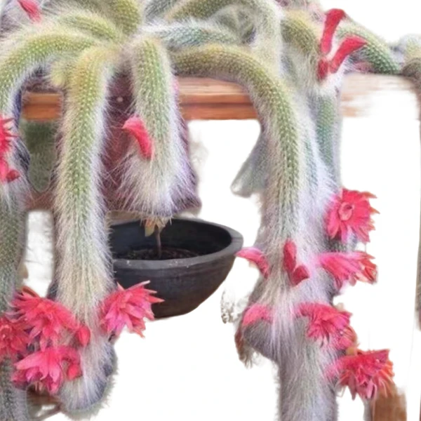 多头九尾狐新手好养精品多肉绿植园艺种植多肉办公室