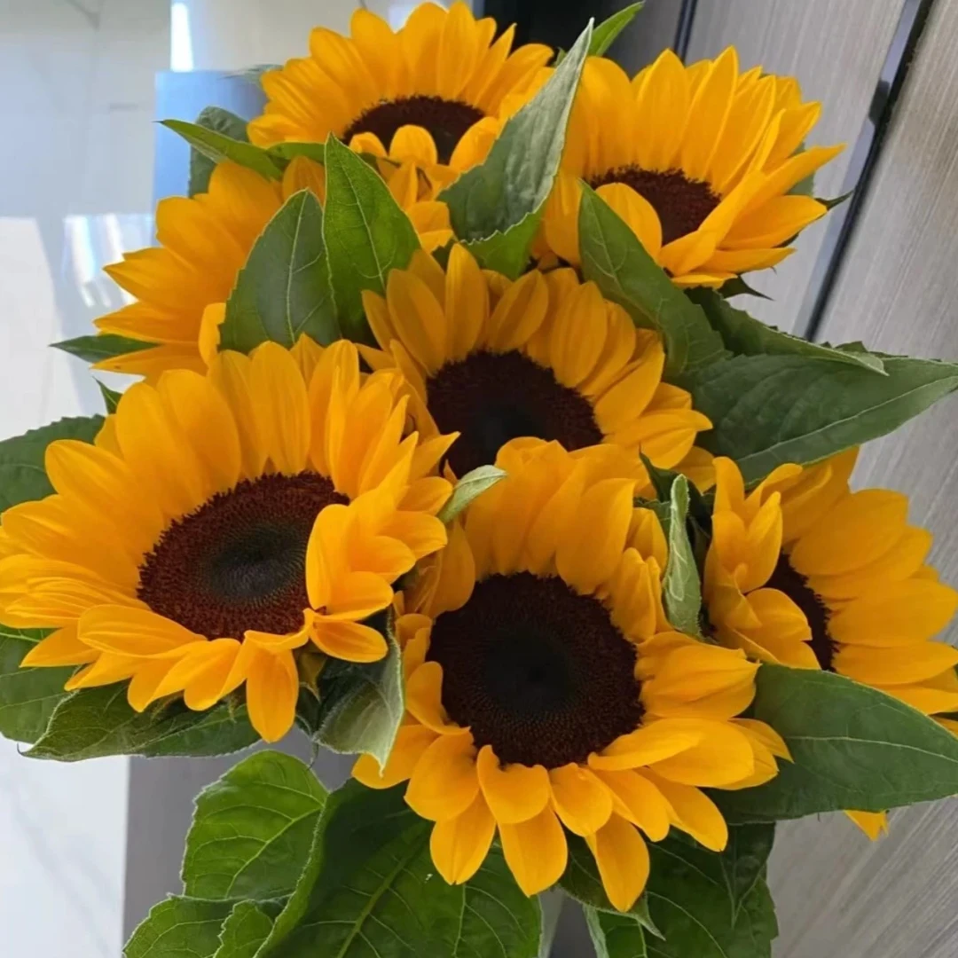 【龙洋花卉】向日葵 向日而生 一路夺魁（5支2单升级空运）高品质直发