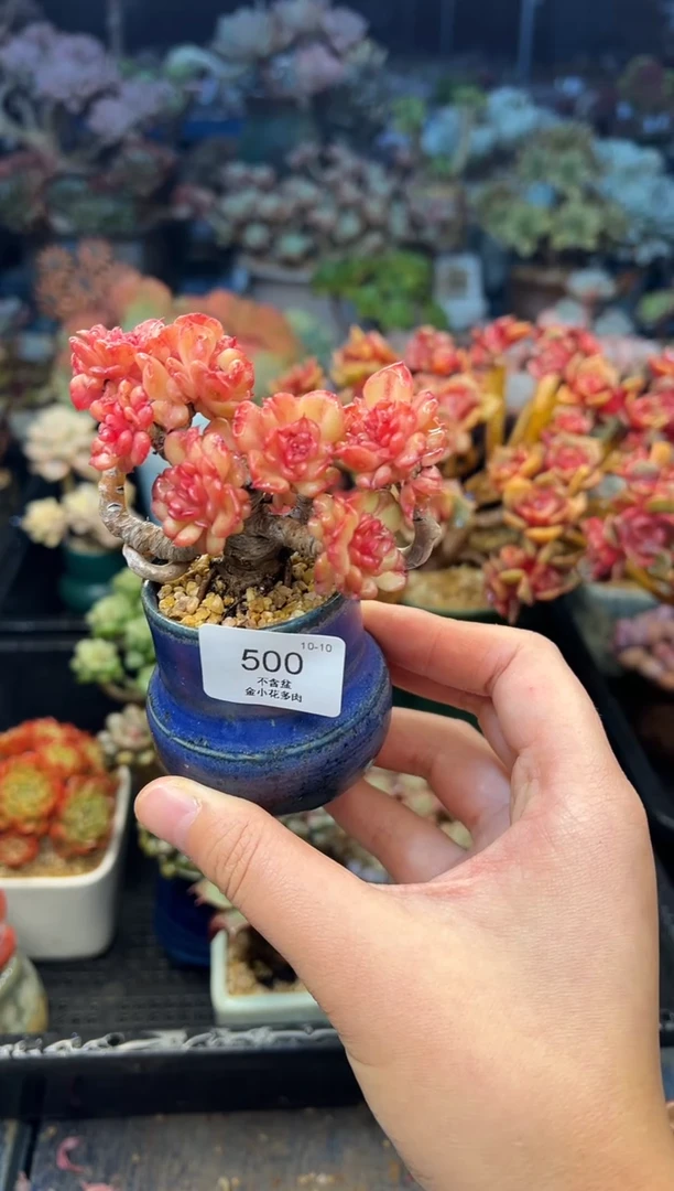 不****叔500          不带盆