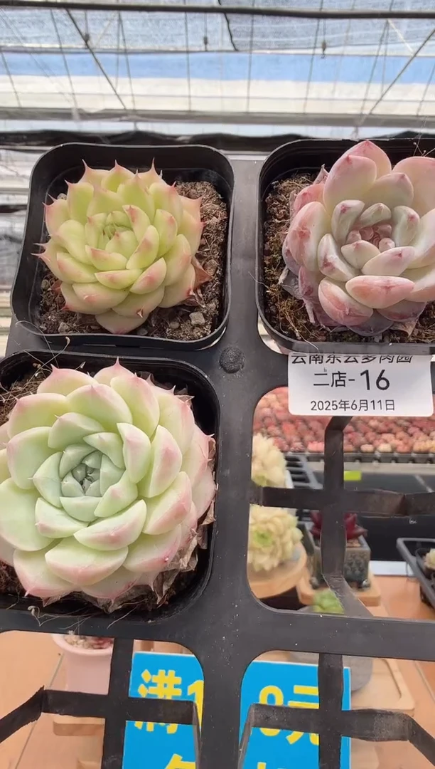 东云多肉园二店-16