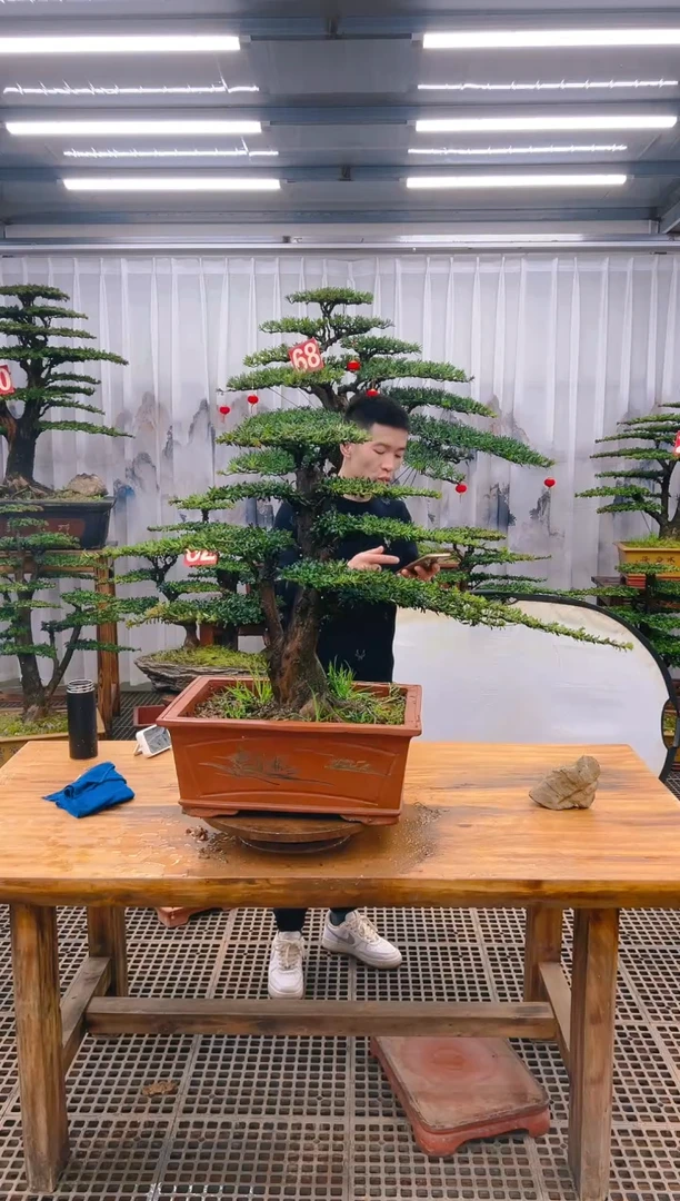 【闪购商品】紫砂精品盆景直播间一物一拍