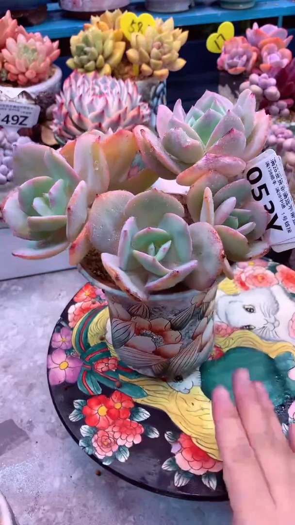 模特区白凤老桩053Z