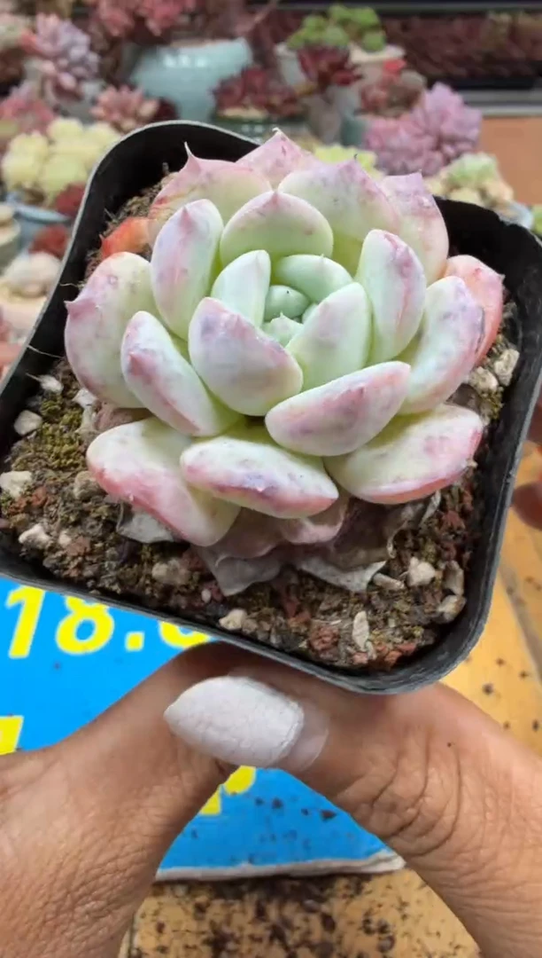 东云多肉二店-526