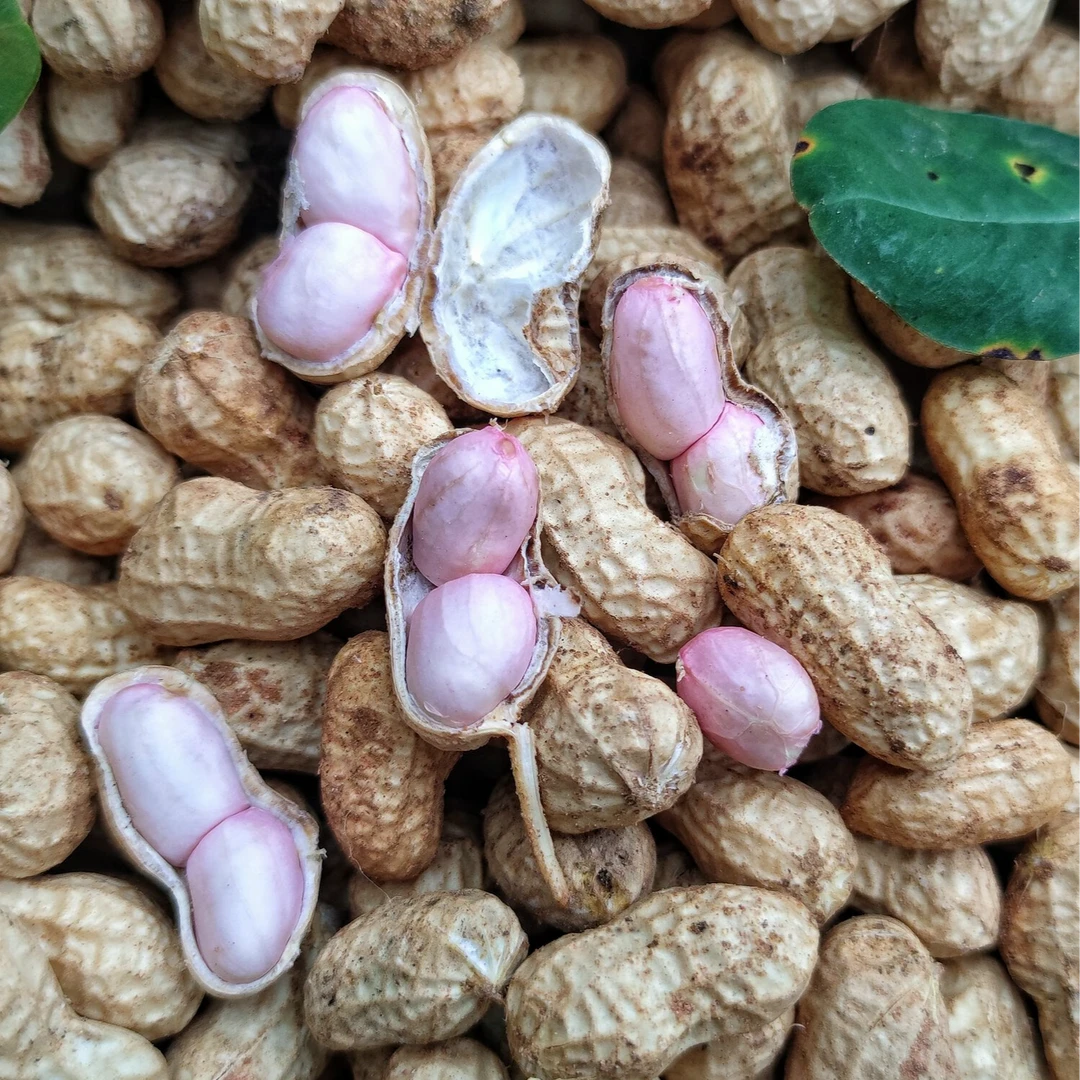 【钜惠】新鲜湿花生带壳花生现挖当季新鲜泥壳花生水煮生吃农家花生