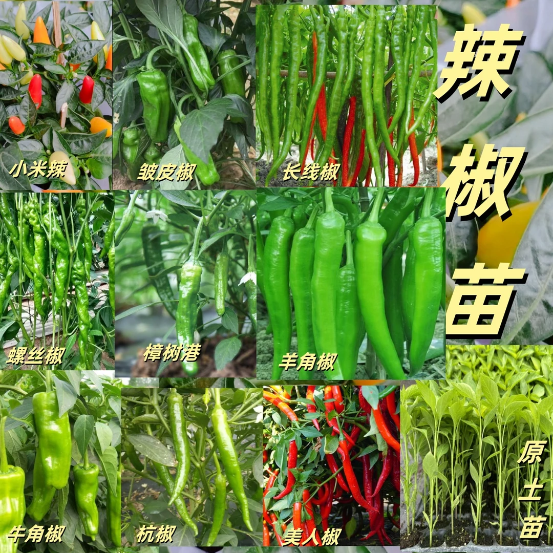 辣椒苗大果牛角椒长线椒朝天椒螺丝椒皱皮椒薄皮椒带原土辣椒苗