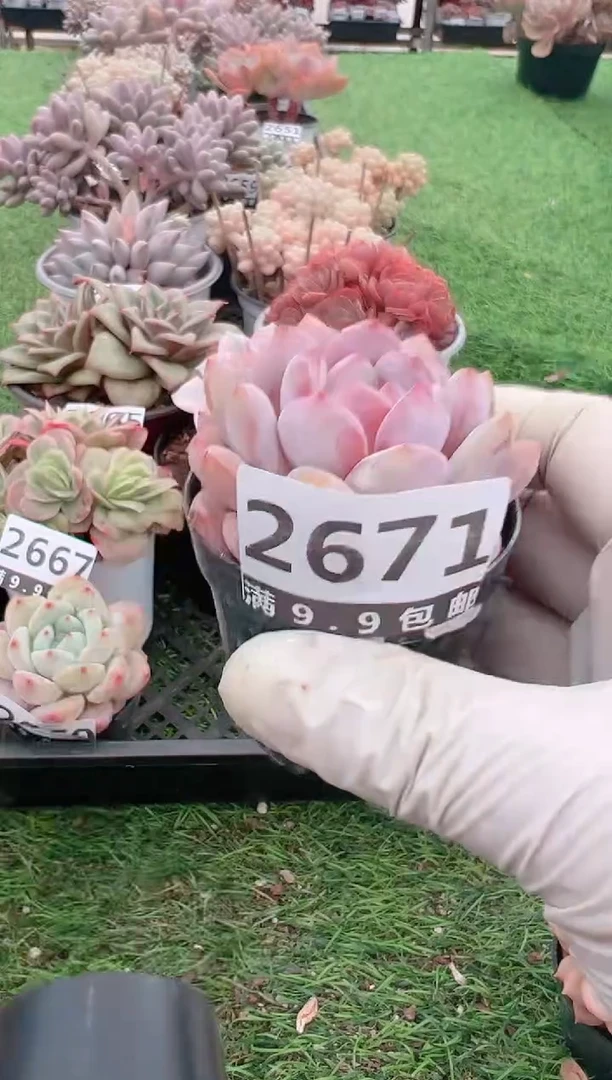 【闪购商品】信福多肉一物一拍