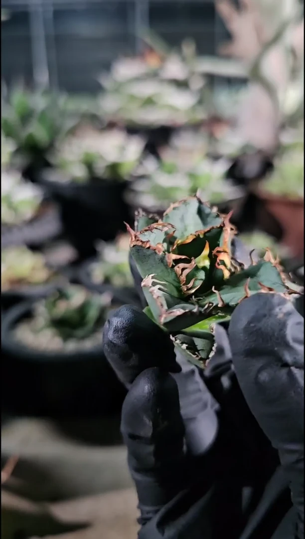 【德尔塔】顶芽 (直播竞拍/基因保证/非组培)