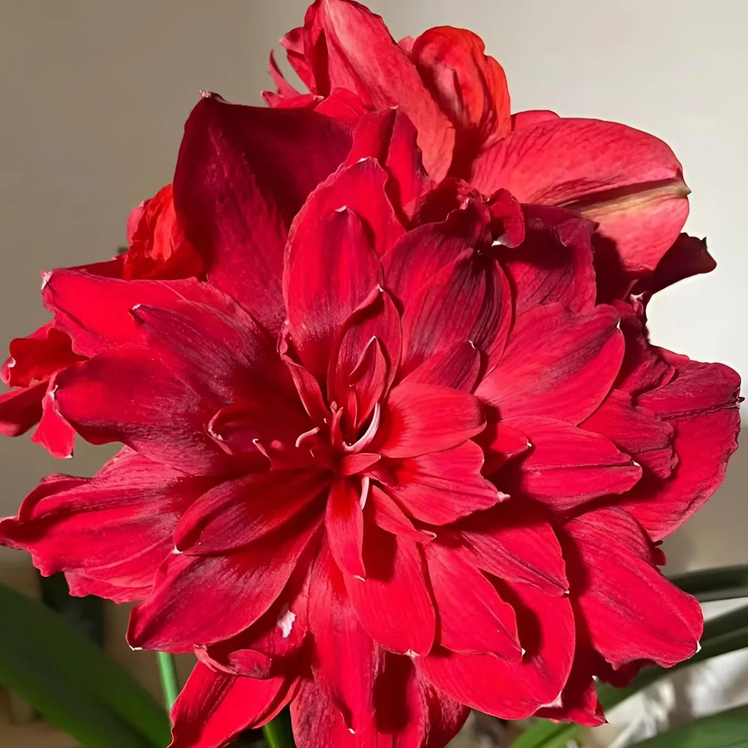 【斯佳丽铃声】对版基地球重瓣朱顶红盆栽切球地栽种球花卉