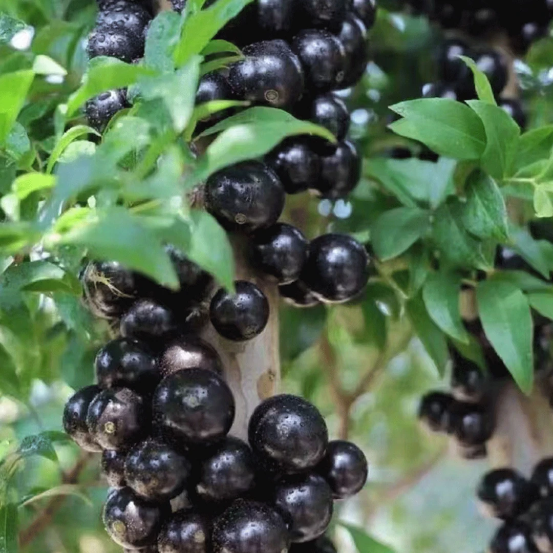 正宗小叶沙巴绿植一树一拍