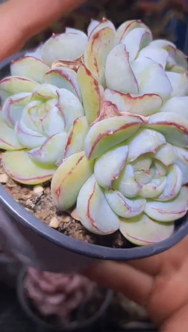 【闪购商品】345胖虎