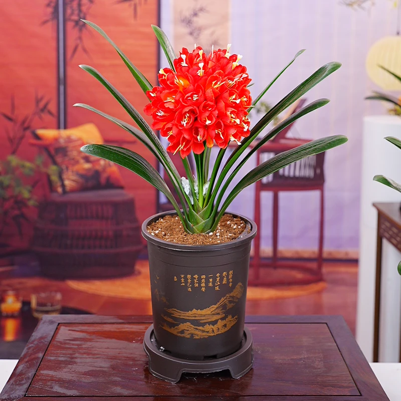 【红花元帅】带盆君子兰花卉植物室内易活绿植四季常青好养君子兰苗