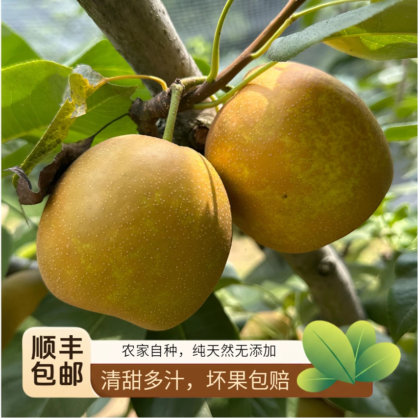塔桥翠冠梨应季水果翠冠梨脆甜多汁现摘现发顺丰包邮