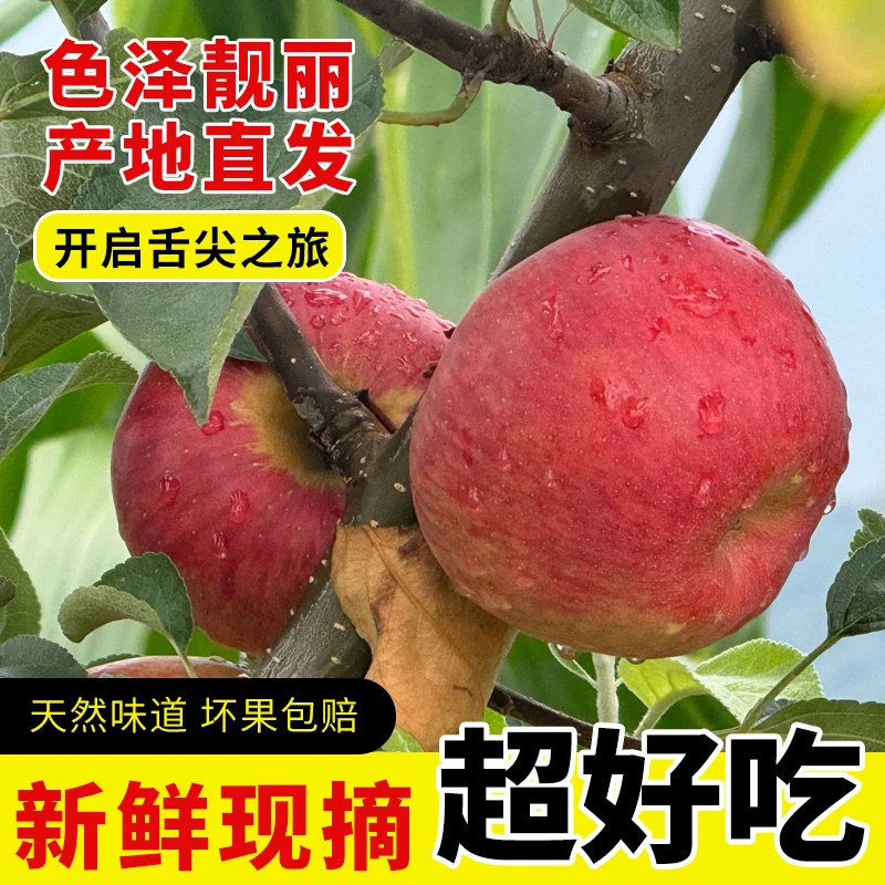 云南昭通冰糖心红富士当季新鲜脆甜多汁10斤装