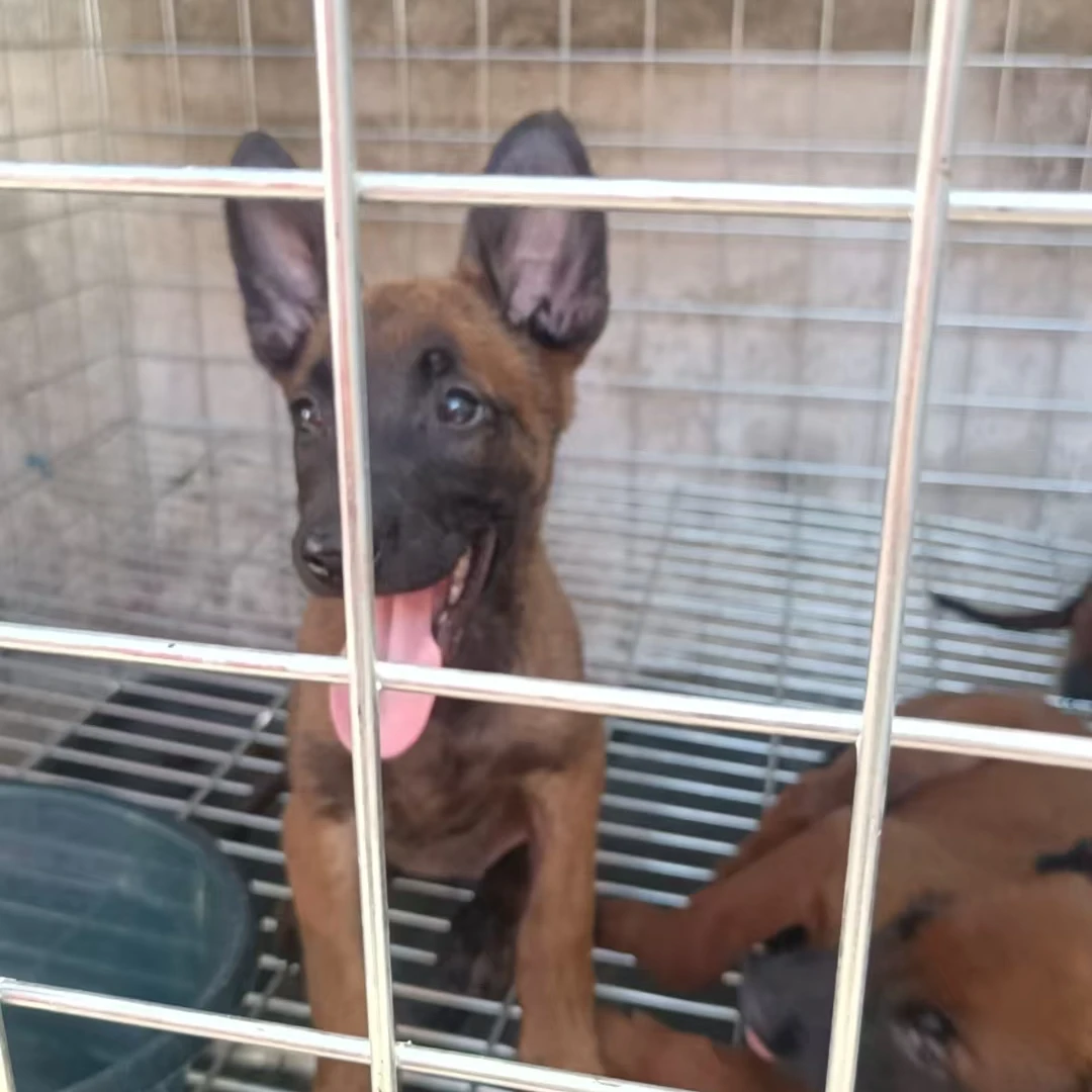 [马犬黑狼]家庭宠物马犬幼犬狗狗活体链接-铭记