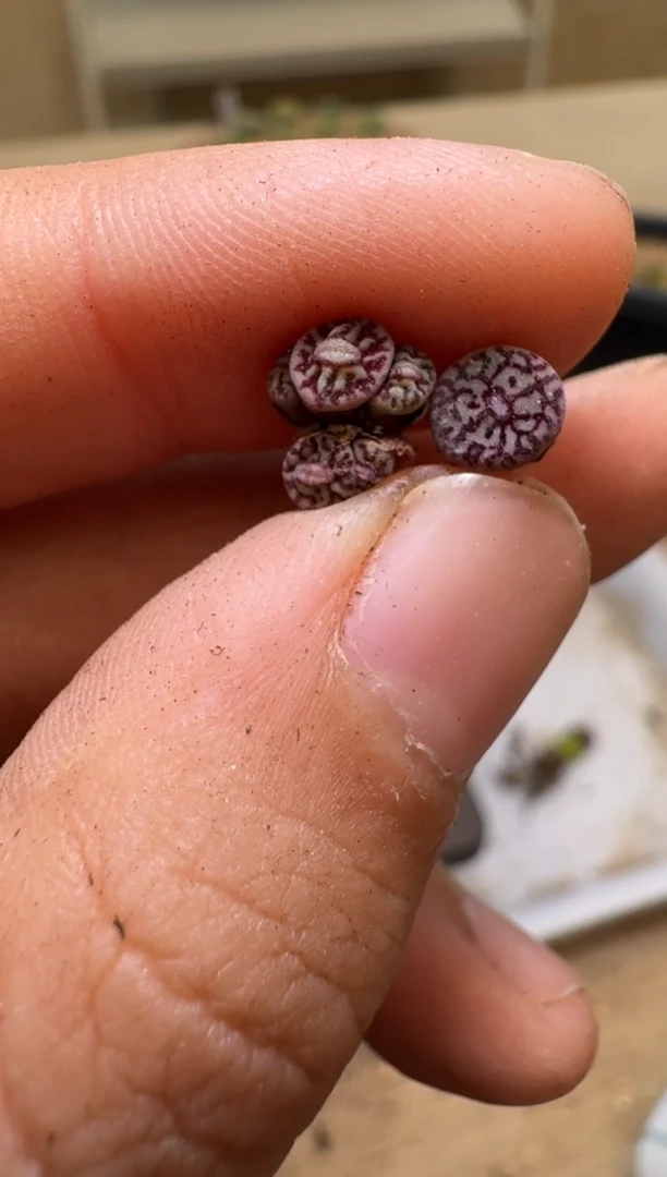 11-139多肉植物肉锥