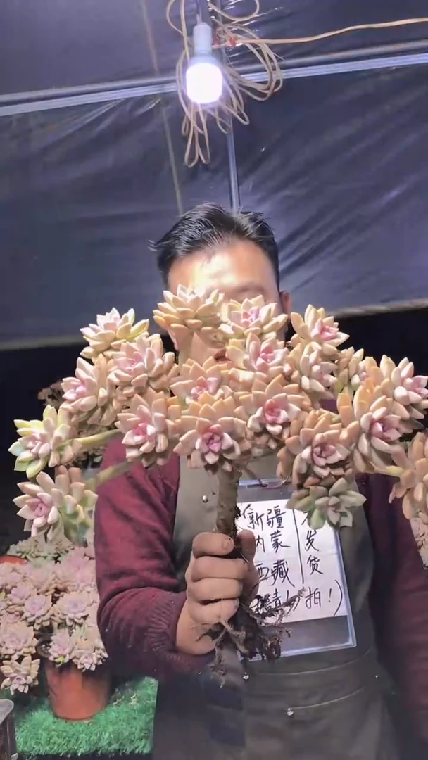 179淡雪缀化一物一拍