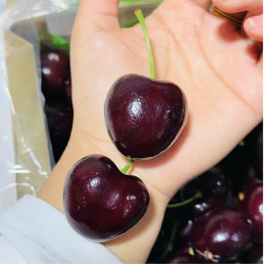 【东胜同城送】空运品牌都乐车厘子4JD（可售后腐烂坏果  软硬伤不可售后  6颗以上赔付 称斤、整箱现货）