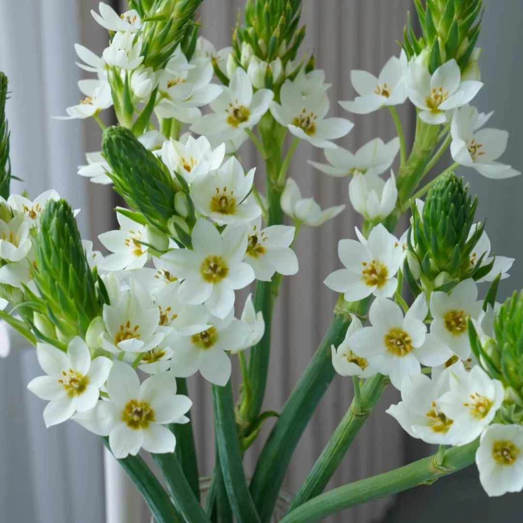 圣心百合 鲜切花云南基地直采直发~顺丰冷链包邮