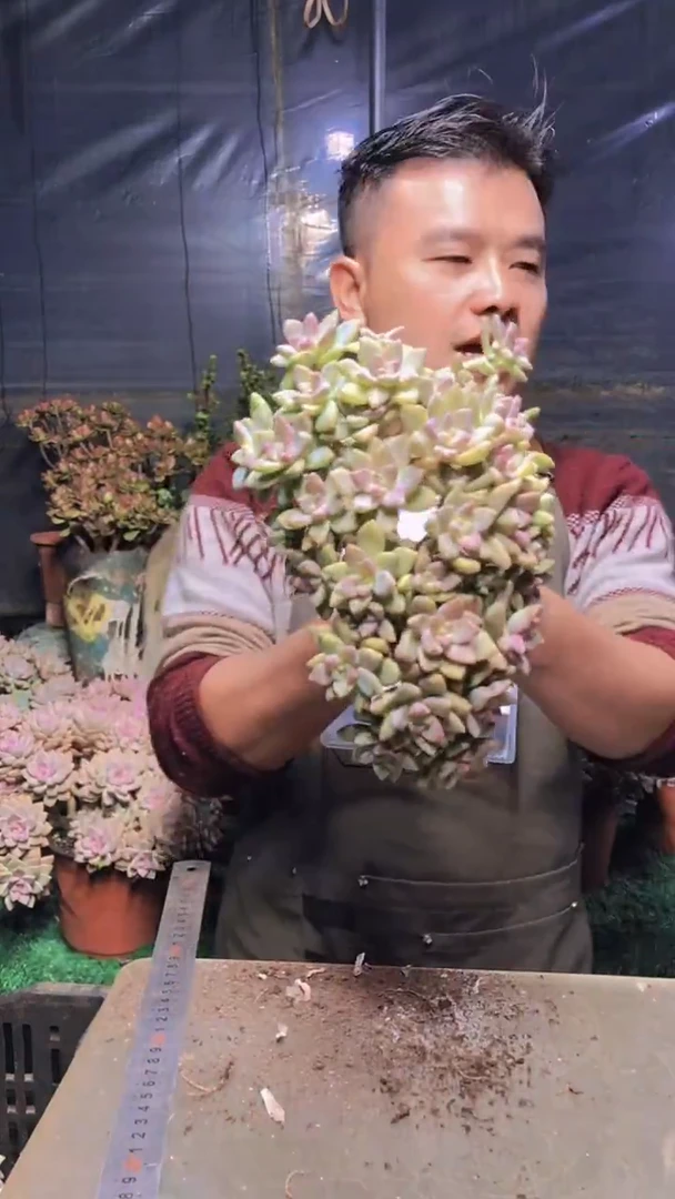 193淡雪缀化一物一拍
