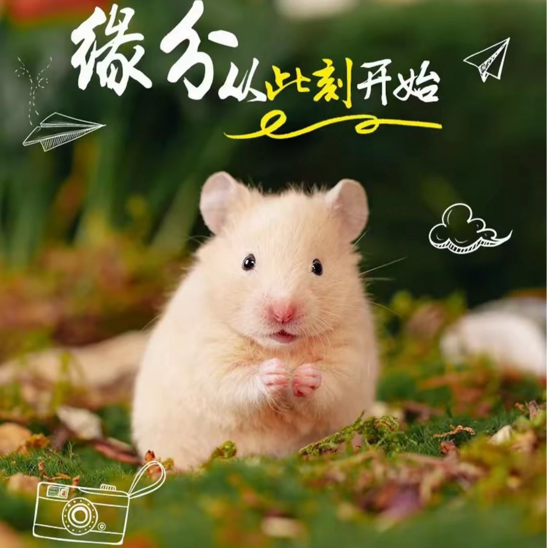 家养卷毛金丝熊温顺亲人