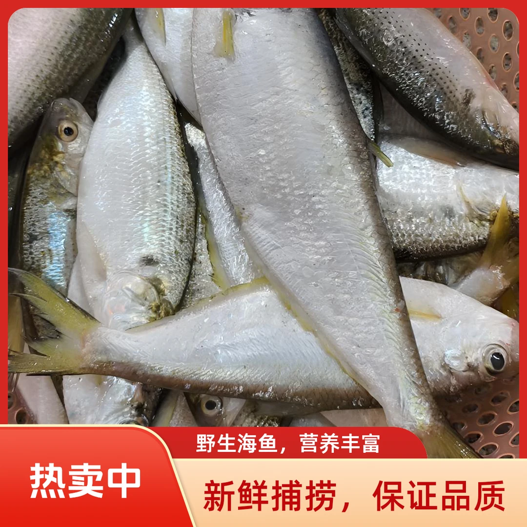 惠安斗尾港内海油鱼台风咸鱼干