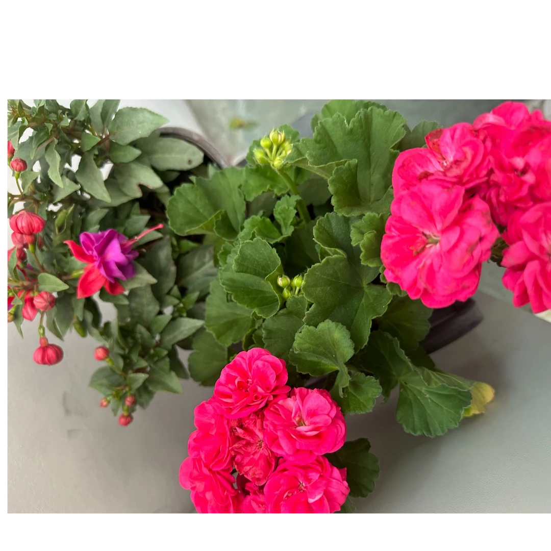 【只发新疆】倒挂金钟+天竺葵简易盆盆栽