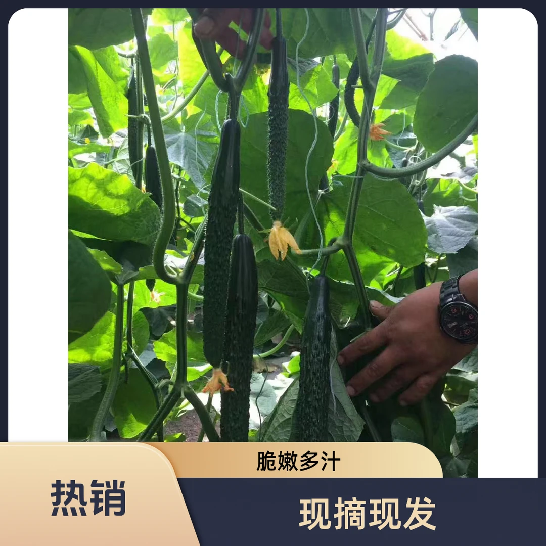 【现摘现发】山东新鲜黄瓜农家种植苍山老品种热卖中刺黄瓜