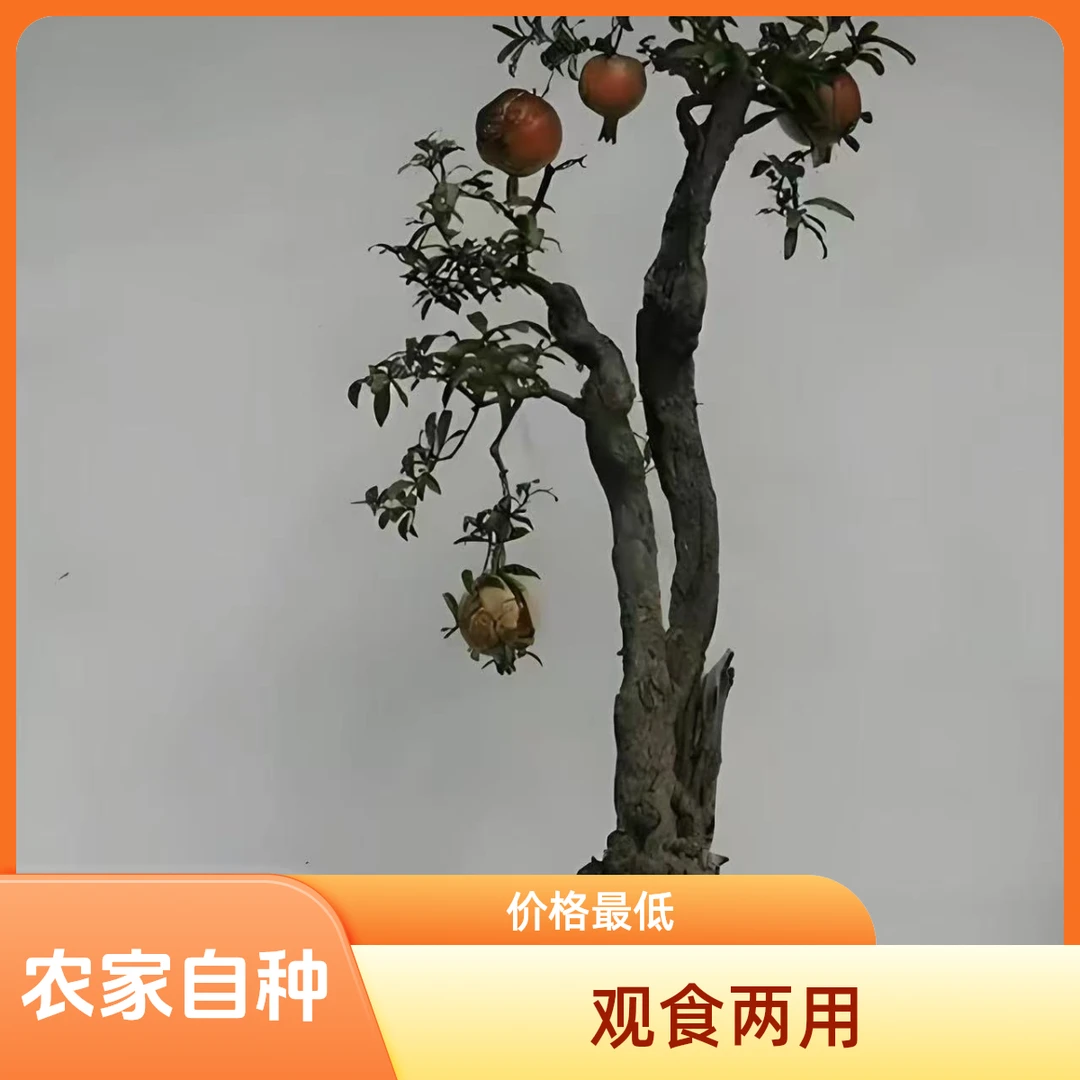 绿植盆栽室内外观食两用