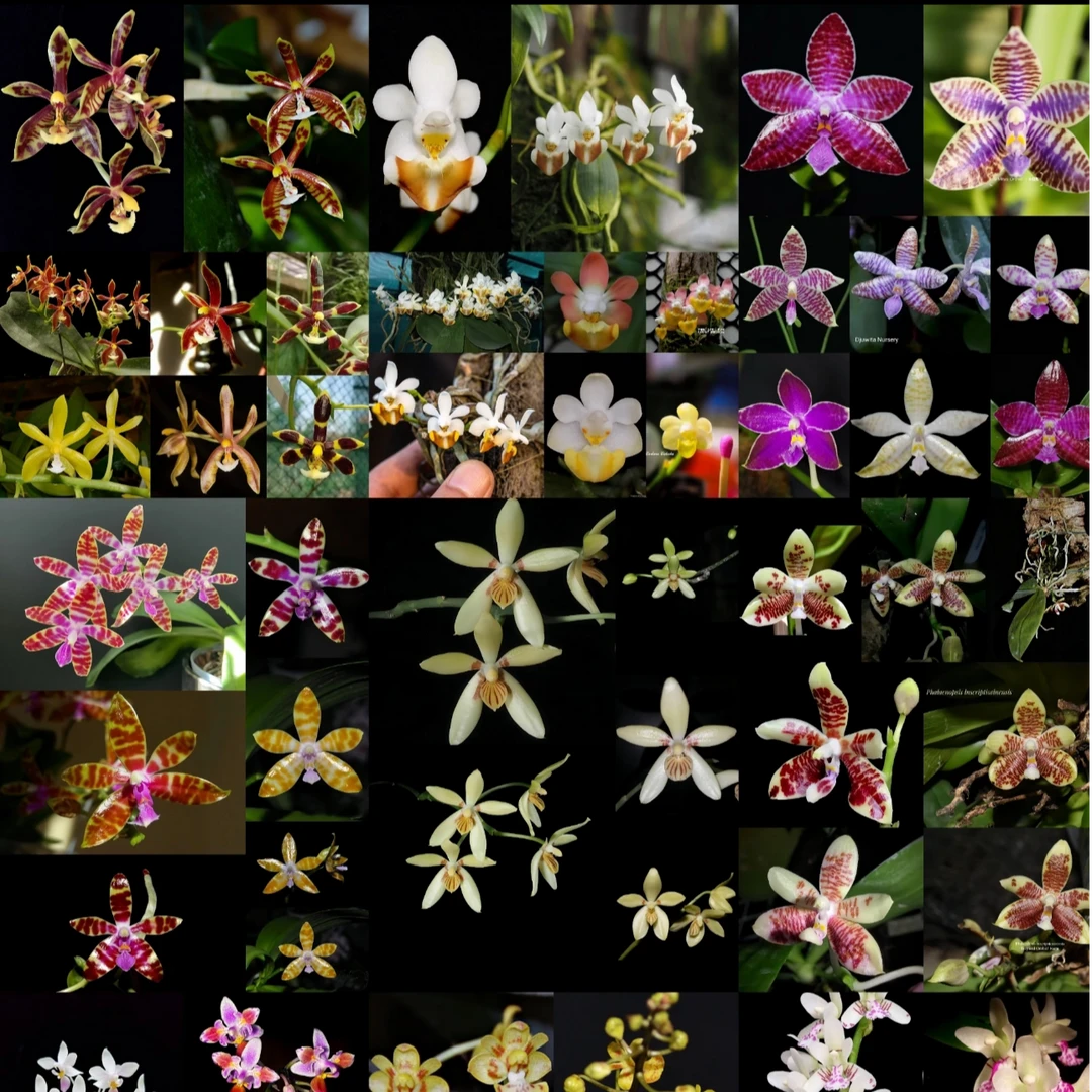 精品 原生蝴蝶兰一物一拍