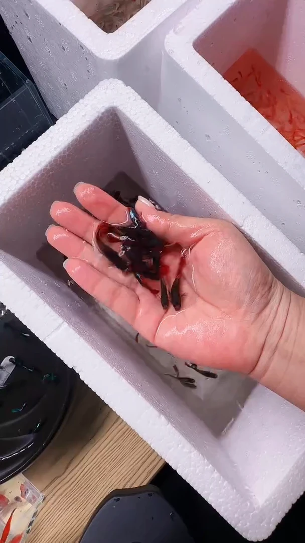 不分公母淡水1-2厘米深海蓝鱼苗 10条送5条备损