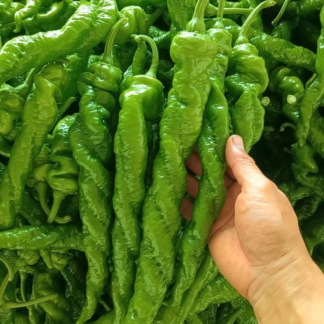 【康裕种业】裕丰螺旋风全螺无限生长型螺丝椒 果面微气泡全麻面