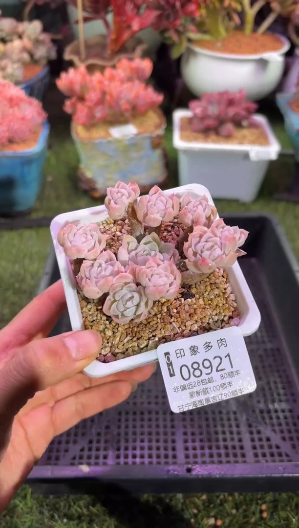 【闪购商品】08921