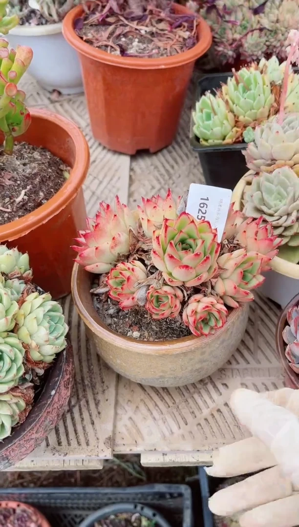 16251多肉植物一物一拍