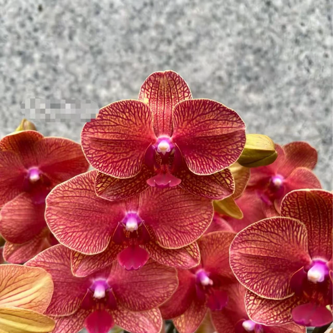 蜡质花【丰花型】流金岁月稀有品种2个花剑蝴蝶兰3.0杯