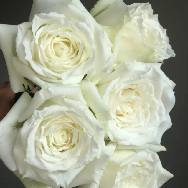 【2加仑坦尼克】纯洁典雅纯白色浓香大花直立型切花丰花露台月季