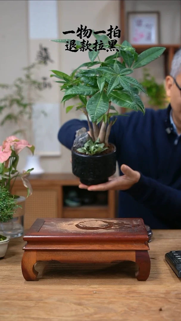 完全开放氦*316发财树