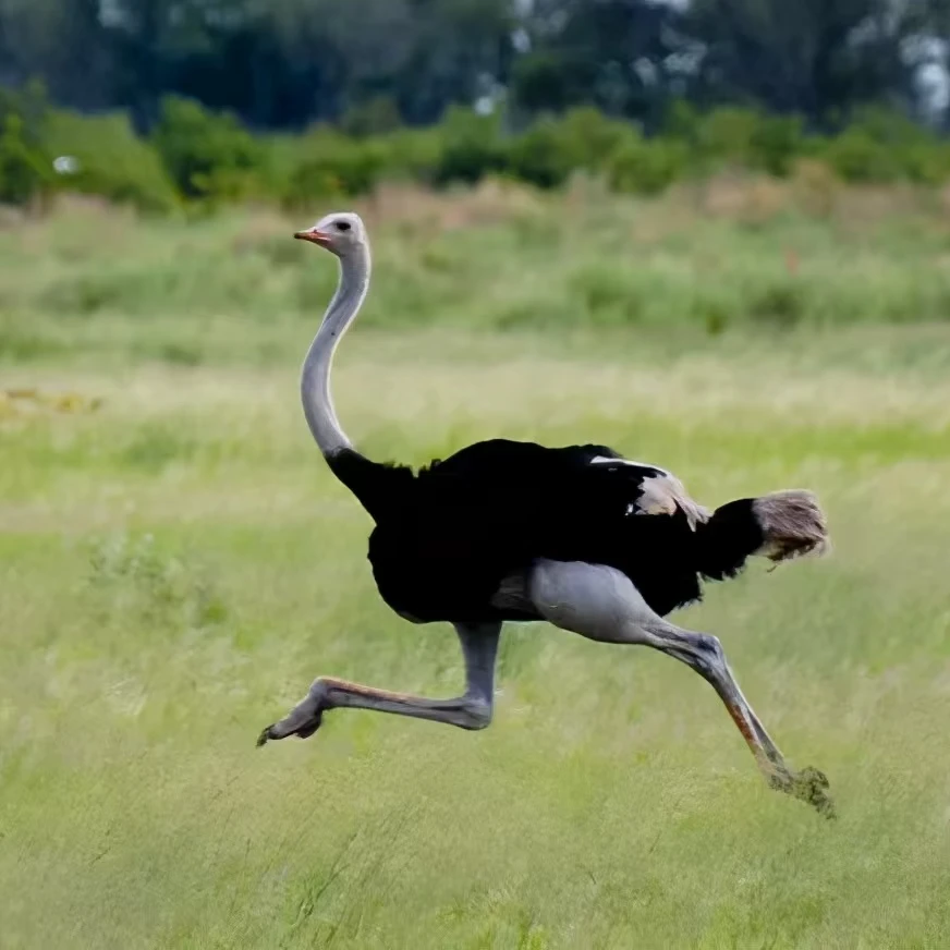 稀有鸵鸟皮 听从主播派单