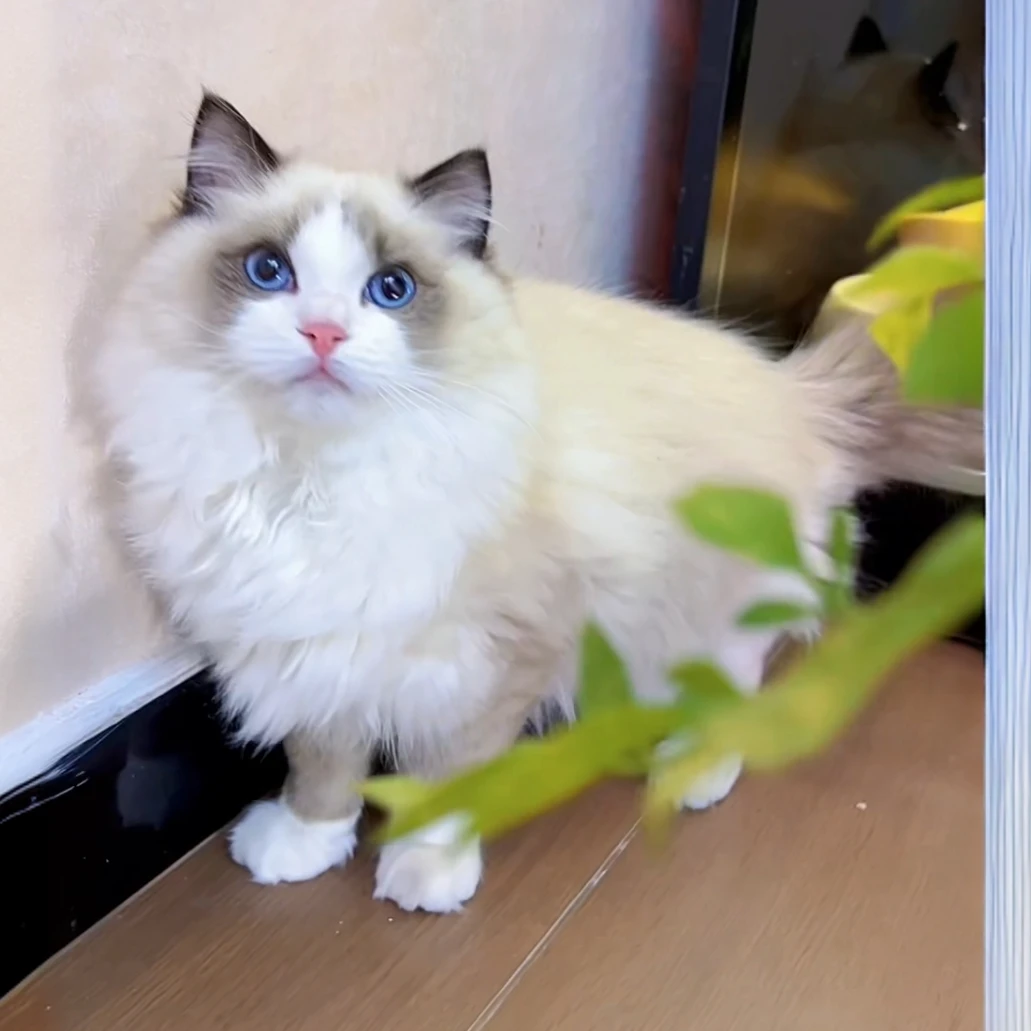 奶茶-海双布偶猫妹妹