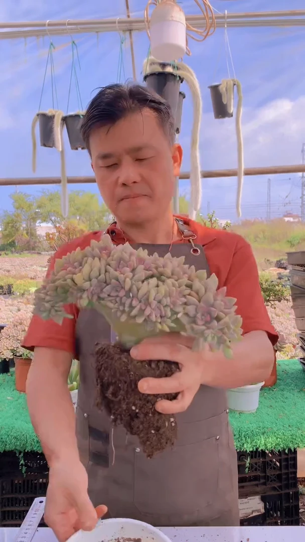 103淡雪缀化一物一拍