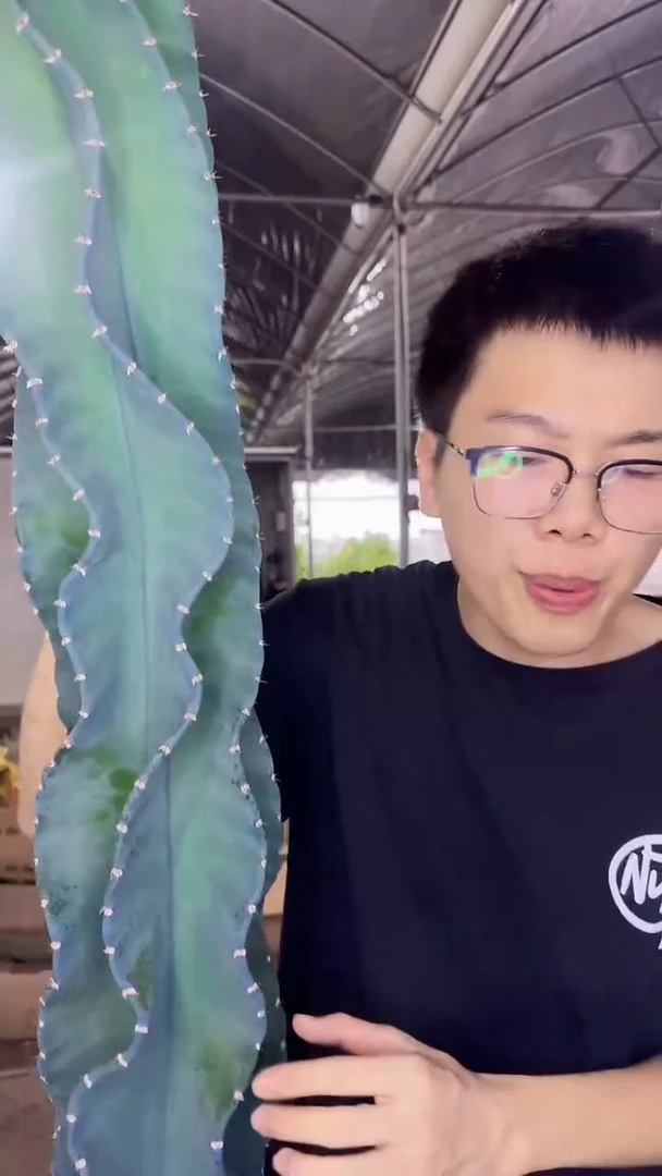 高80-100cm 秘鲁苹果【无根】