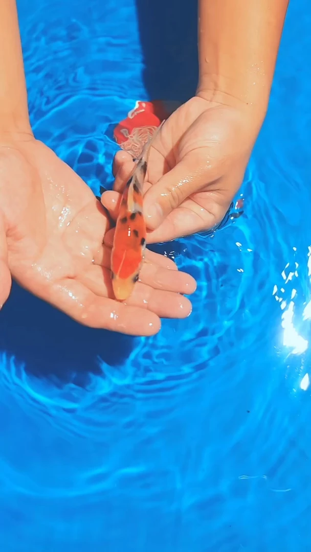 锦鲤浦川红白/大正--A14  （京东/顺丰到付）