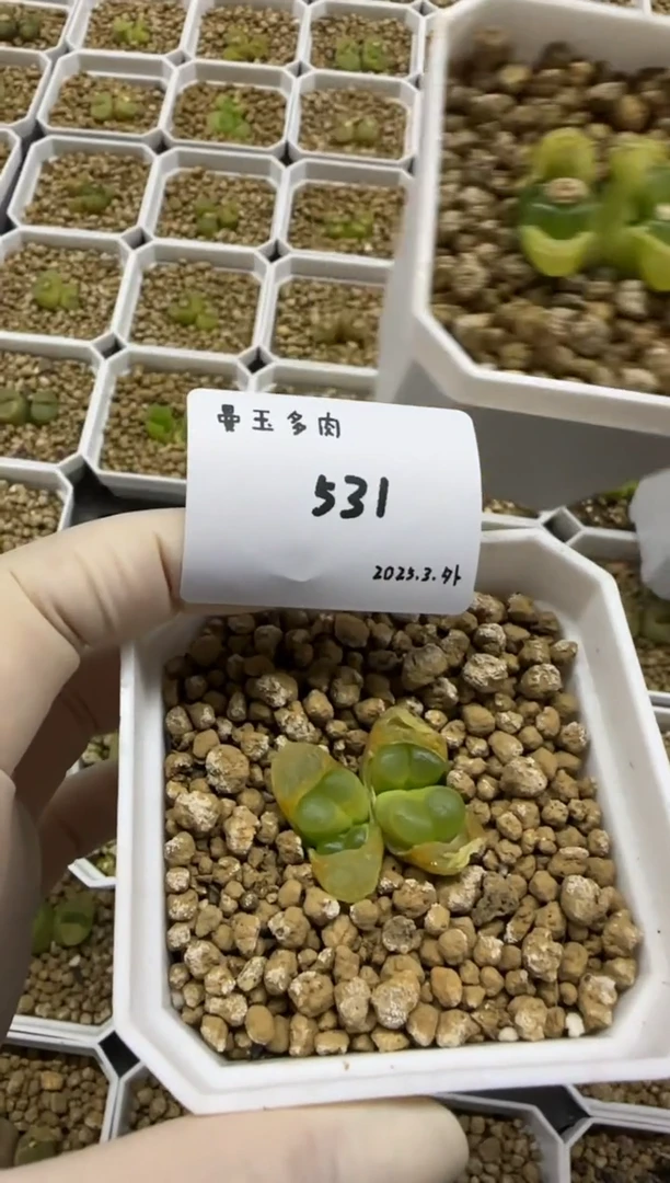 【闪购商品】3.9-531