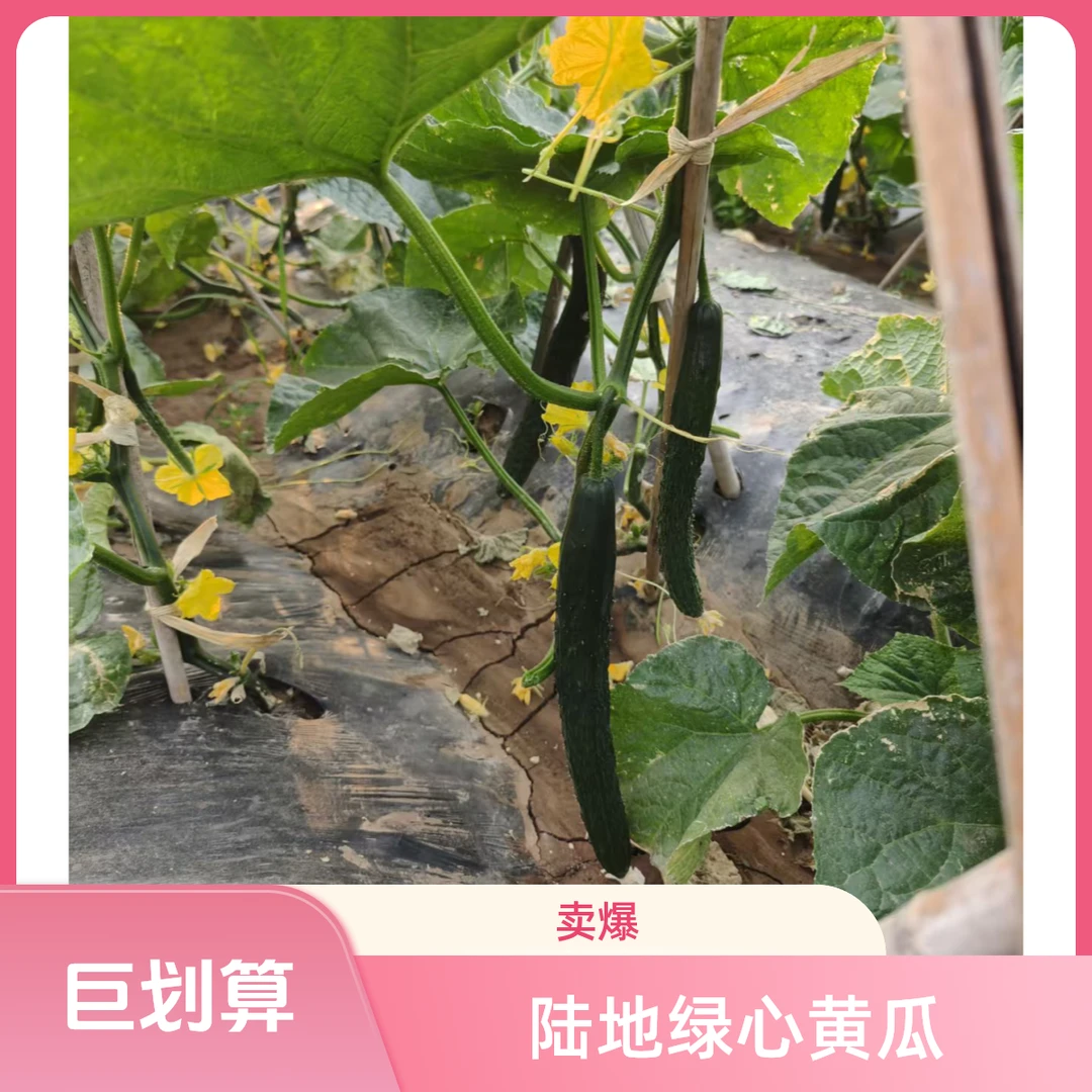 【京东特快】陆地绿心黄瓜拍三送一到手四斤