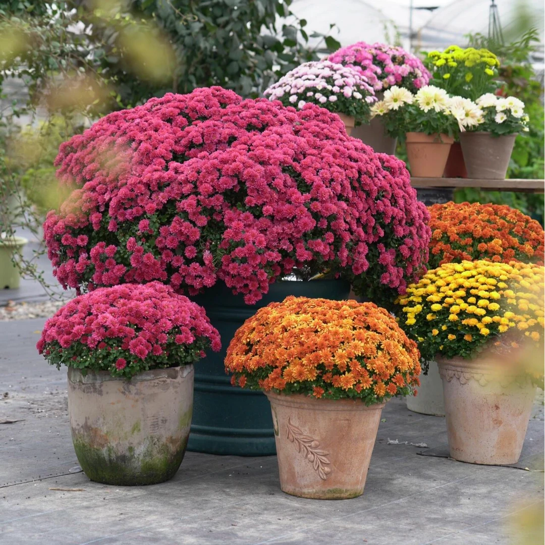 千头菊四季菊花种子重瓣菊花种子阳台庭院盆栽易活花草花卉种子