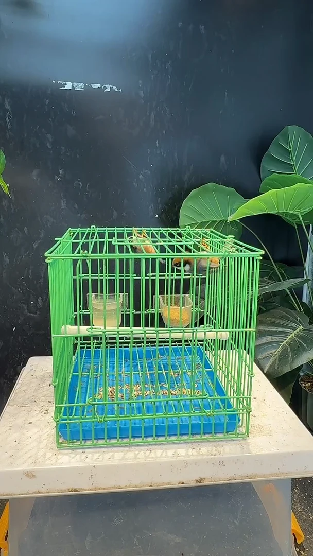 虎皮鹦鹉7号小熊猫对笼0元起拍