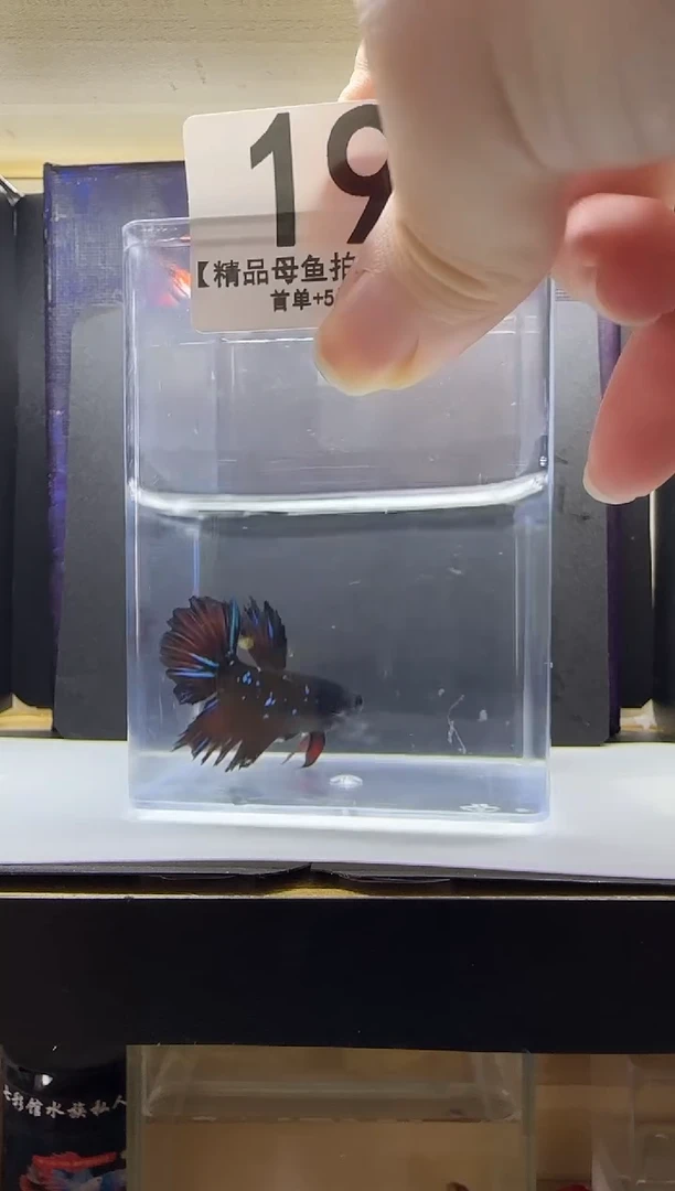 斗鱼母鱼编号：19