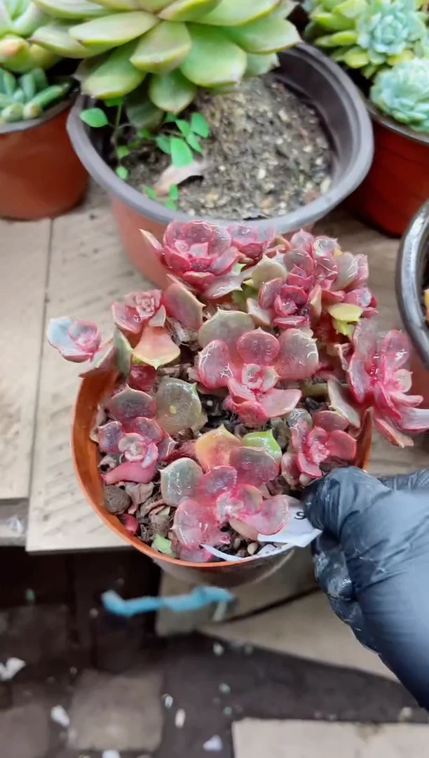 福****下23016多肉植物一物一拍