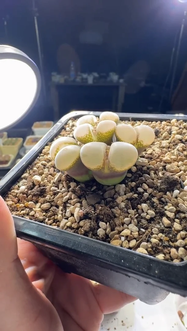 朱*美【天津专场】176多肉植物肉锥