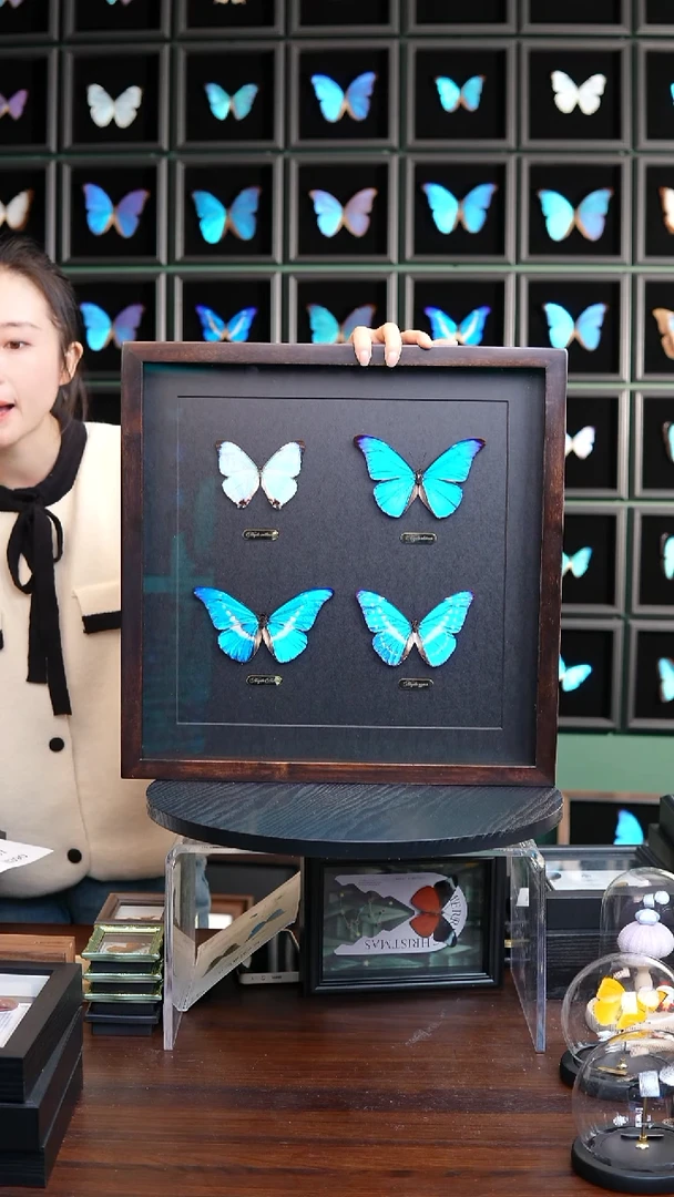 四大美蝶闪蝶组合